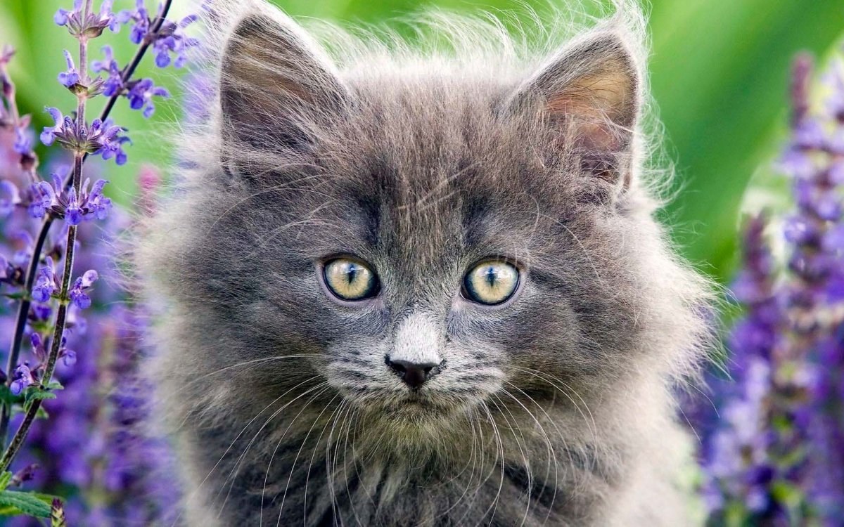 Милые котята