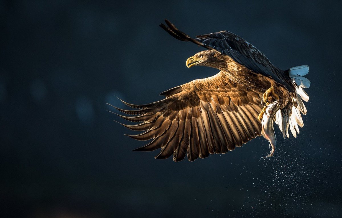 Сокол в полете