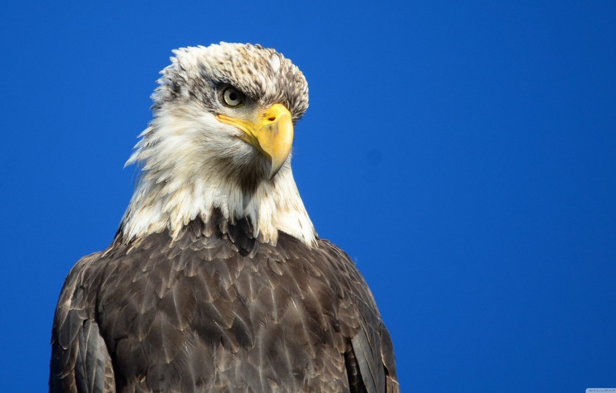 Гордые Орлы