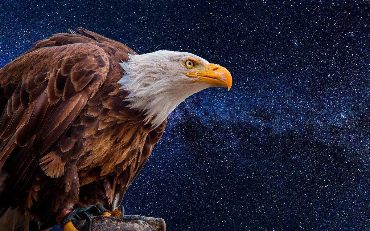 Синий Орел хищная птица