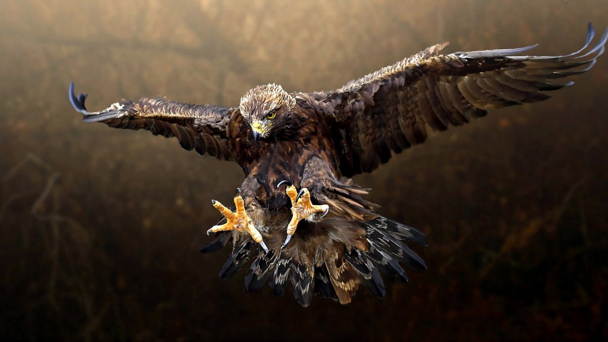 Беркут пикирует