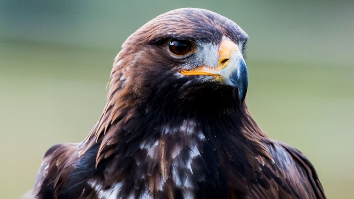 Орел Беркут