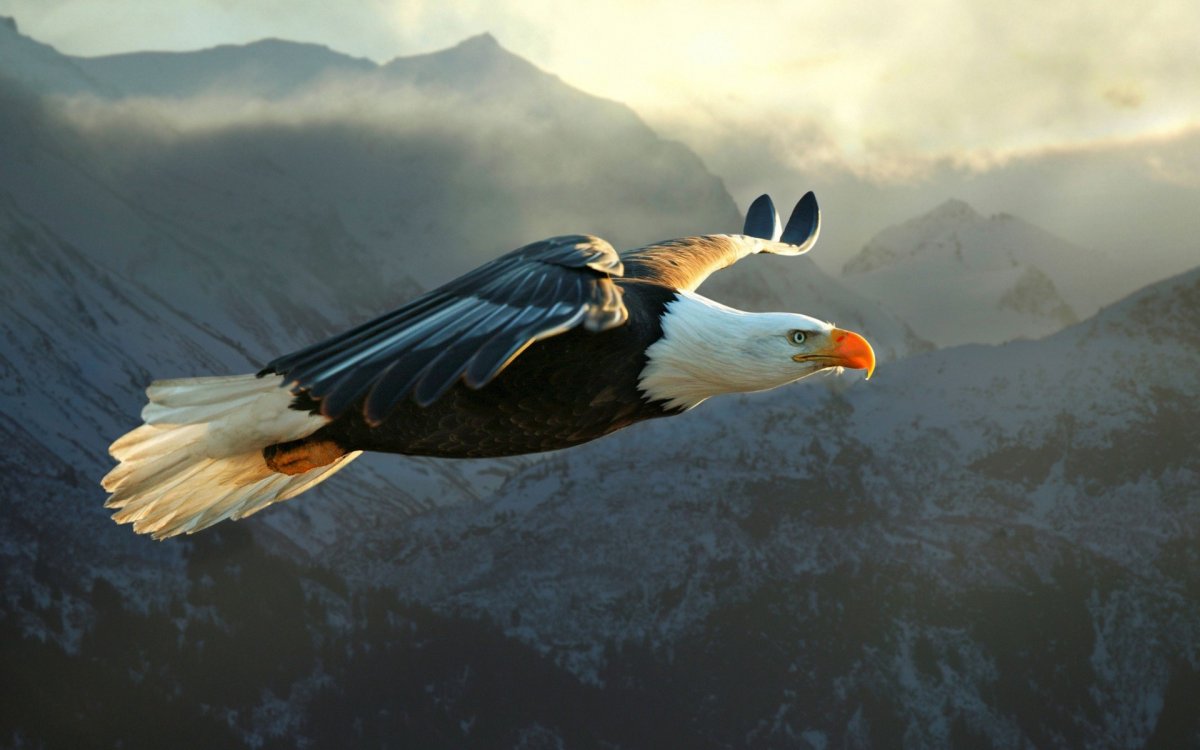 Лилия bald Eagle