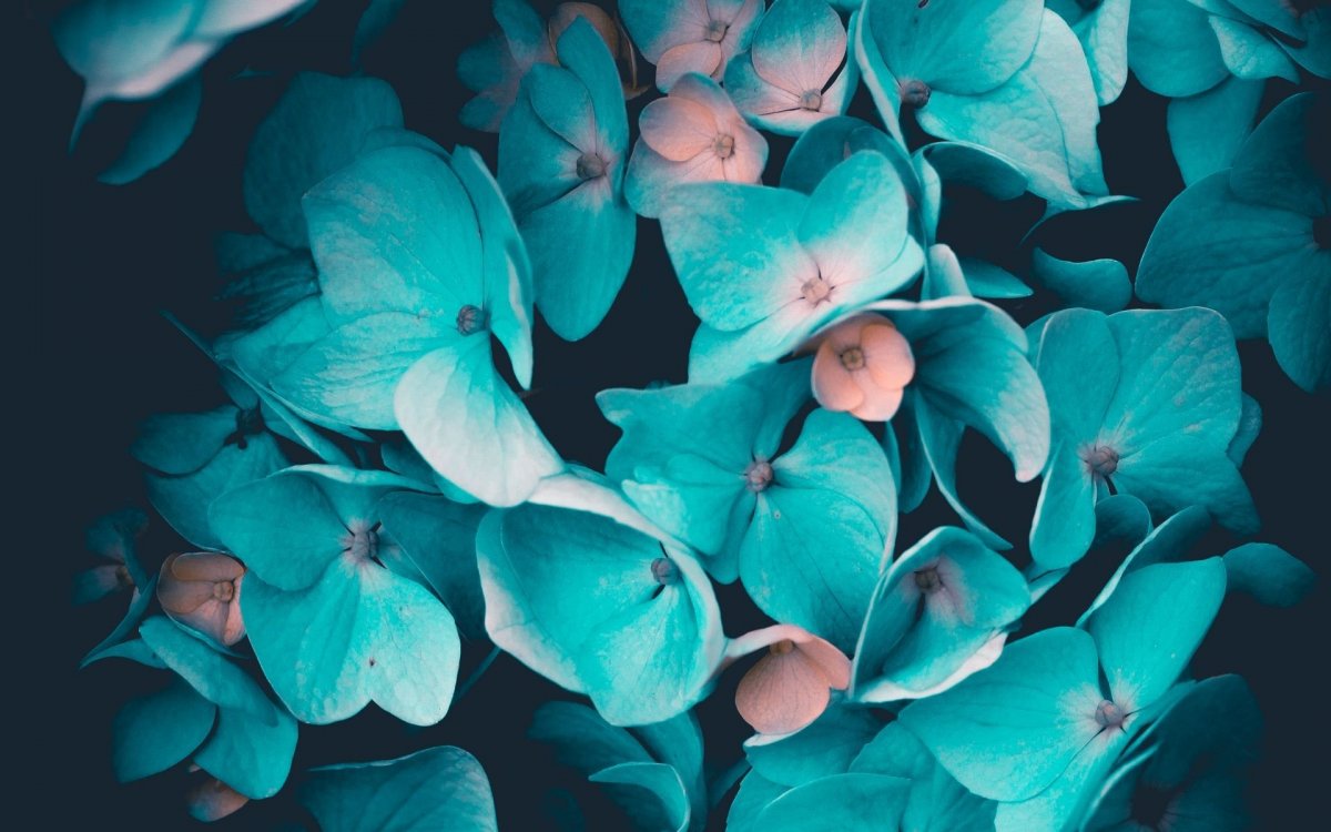 Гортензия синяя Эстетика