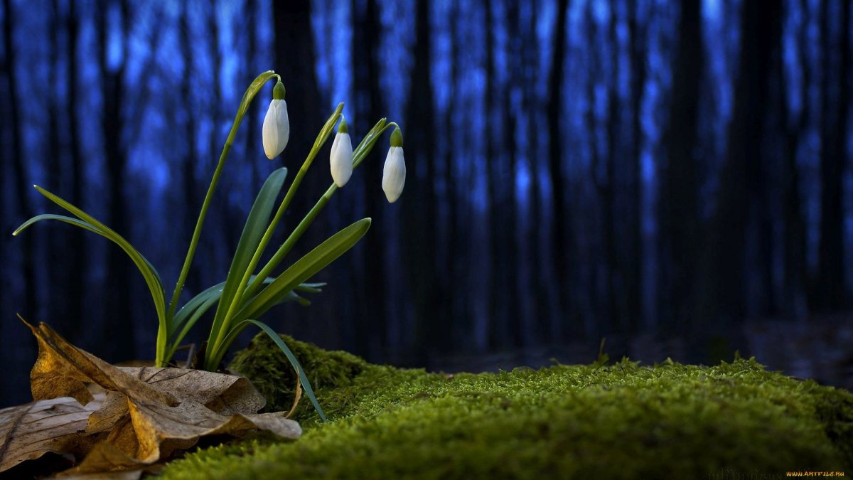 Владимир Неунывахин подснежники