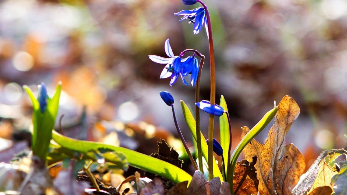 Подснежники фон