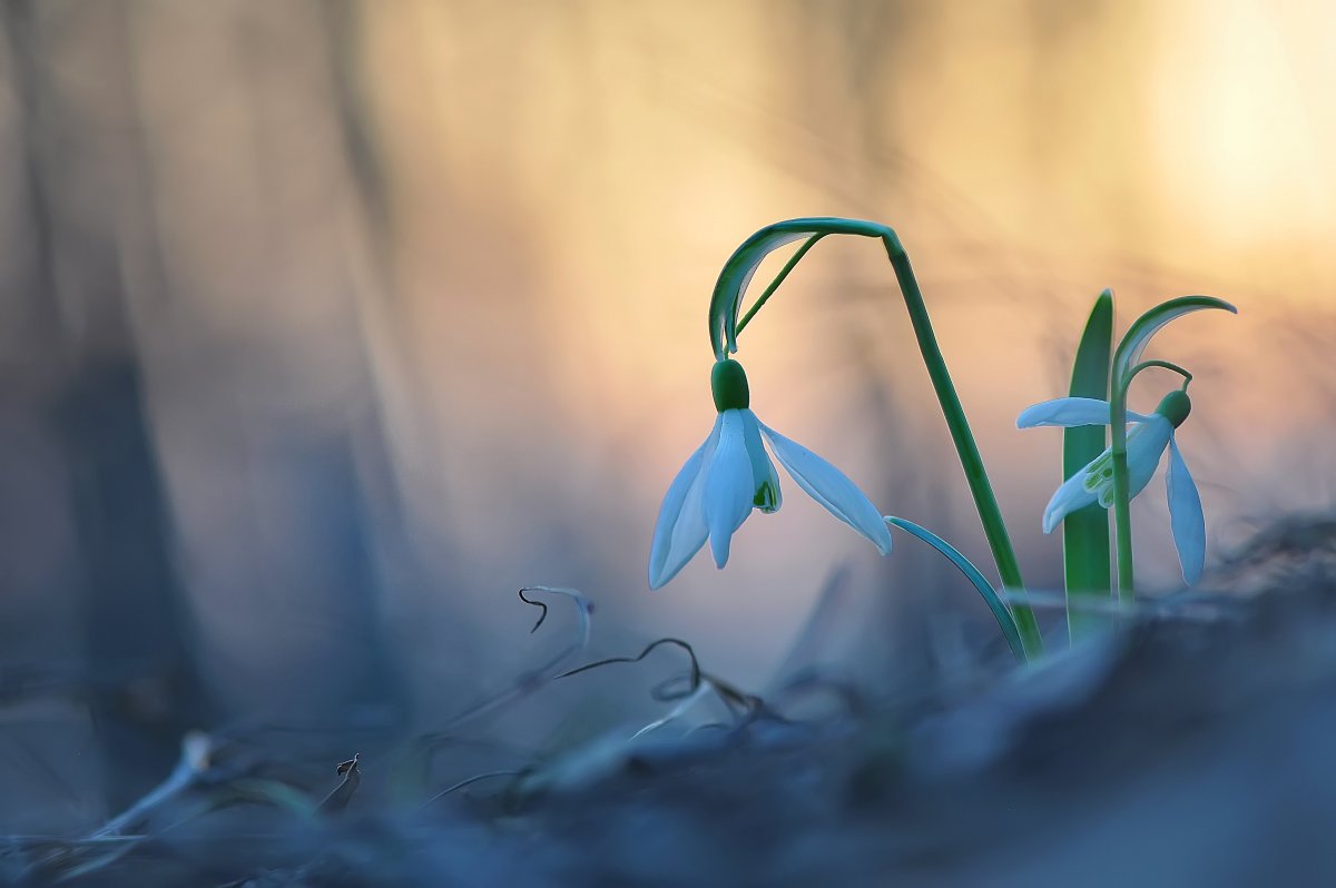 Росток подснежника