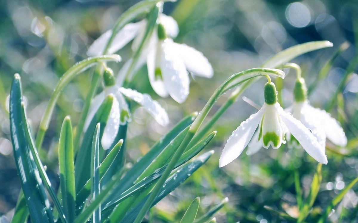 Подснежник дорама фото