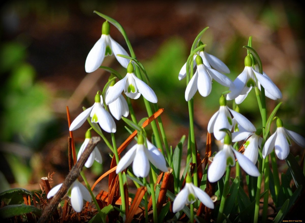 Подснежник белоцветник весенний снег