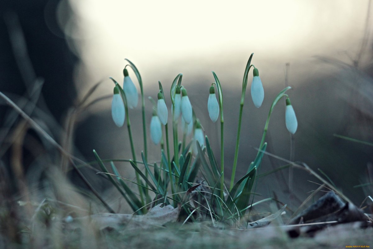 Белые подснежники