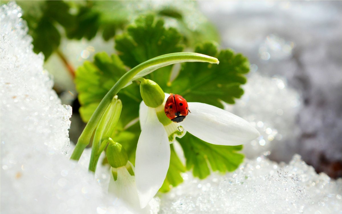 Весна Подснежник макро