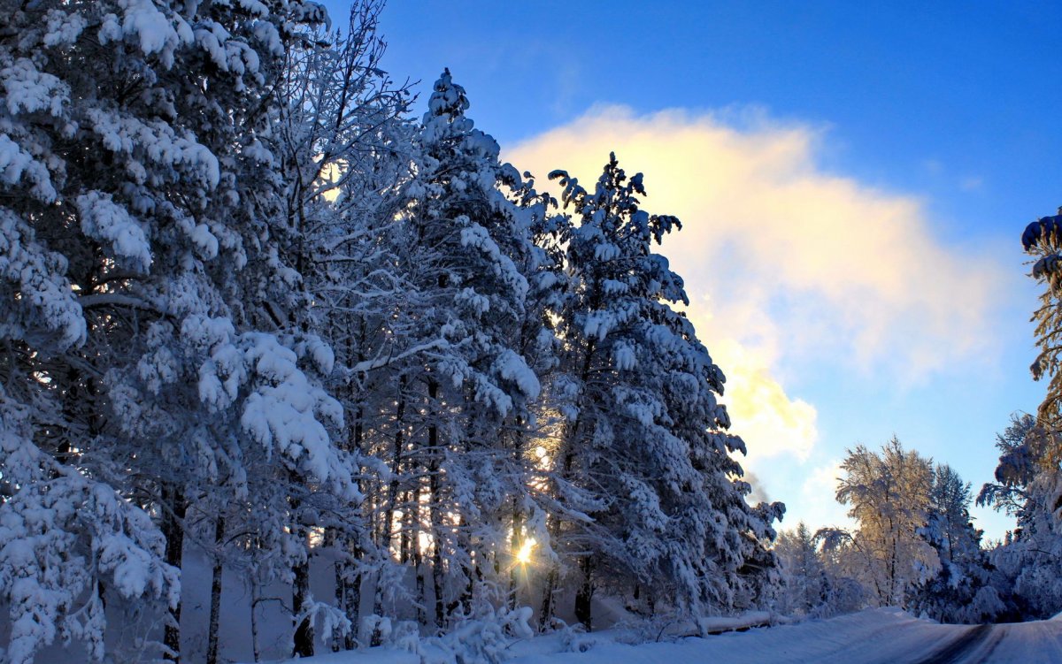 Снежный пейзаж