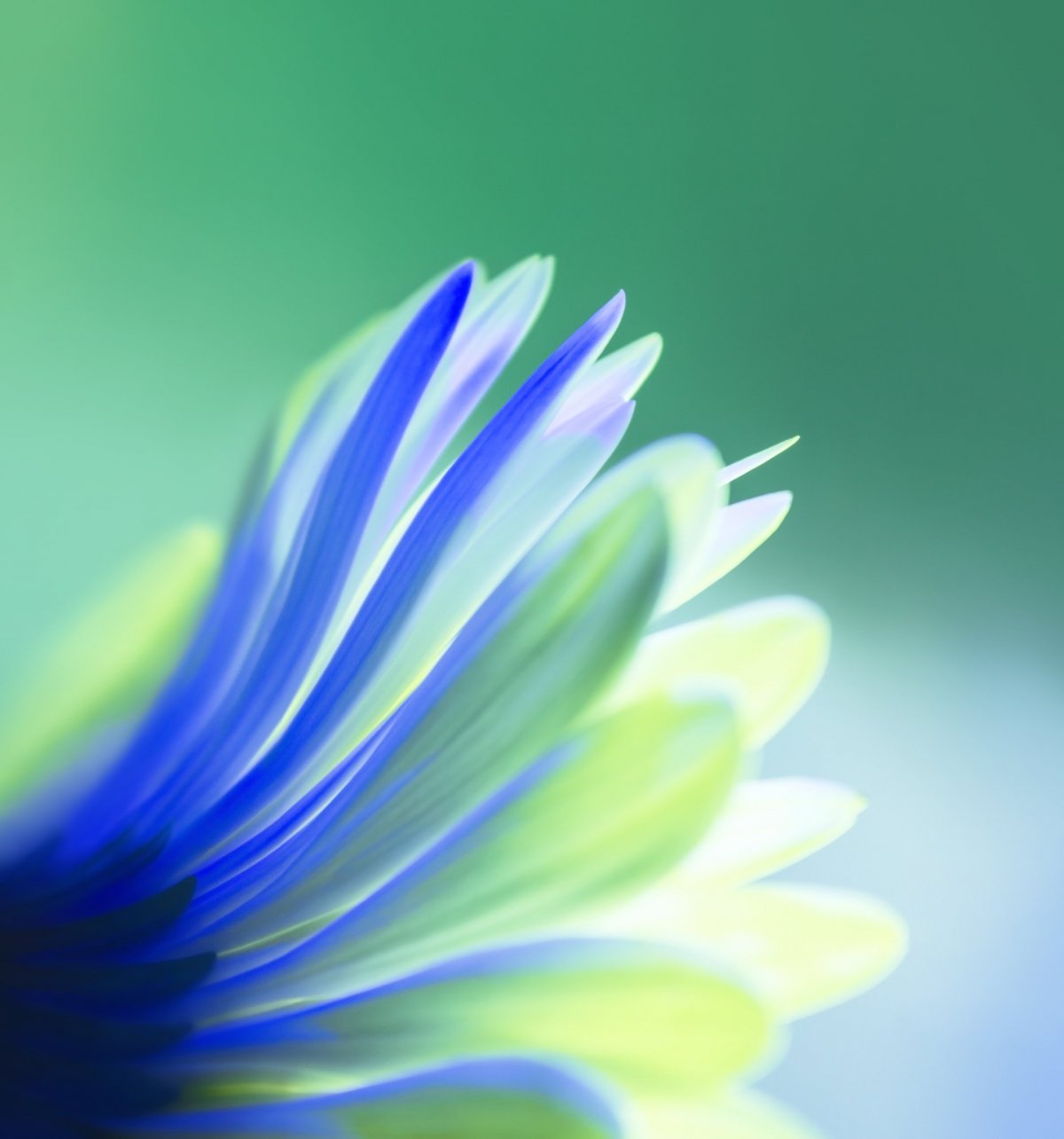 Обои Хуавей