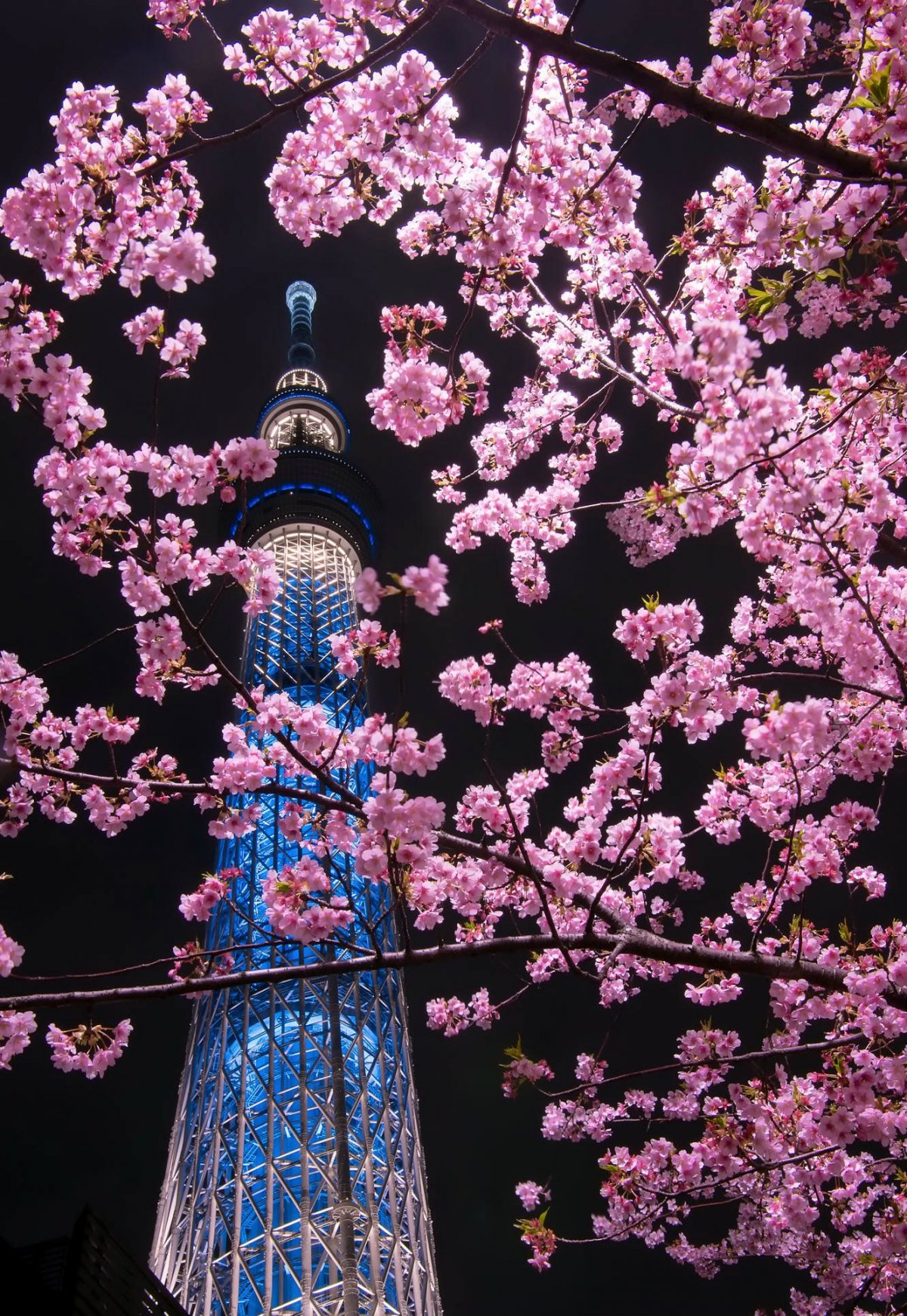 Японская Дикая вишня Сакура