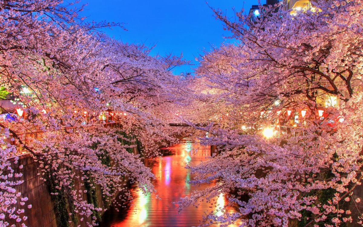 Черри блоссом обои