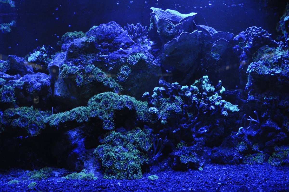 Темно синий фон для аквариума