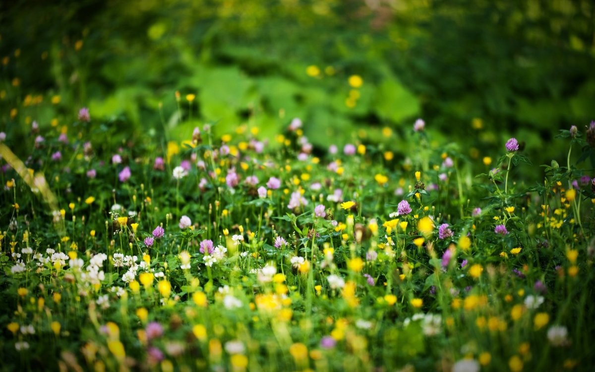 Фон трава с цветами