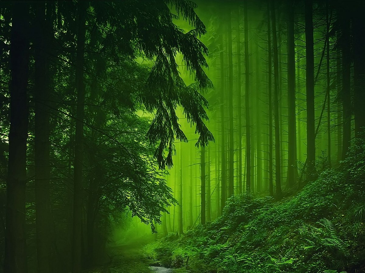 Фон тёмно зелёный лес