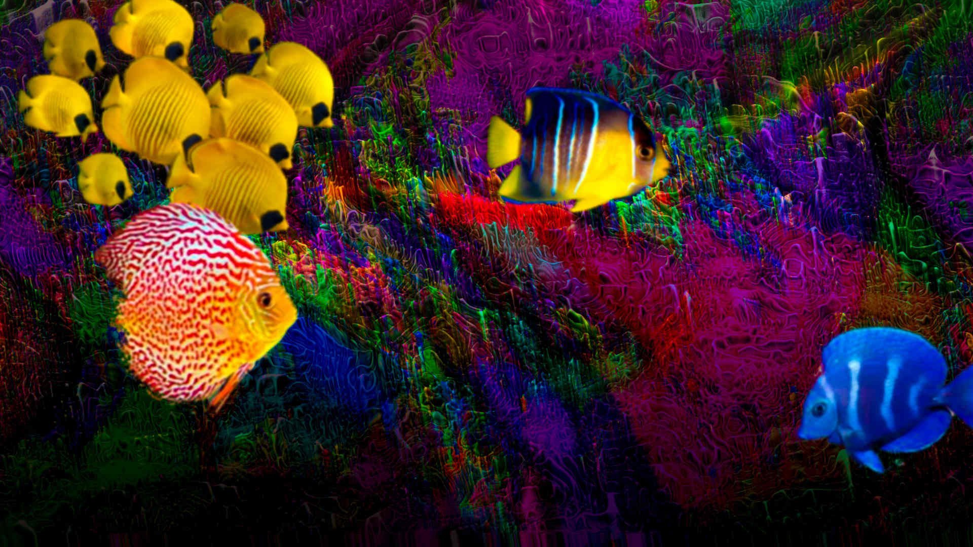 C живые обои. Картинки на рабочий стол рыбки. Разноцветные рыбы. Живые обои рыбки. Подводный мир.