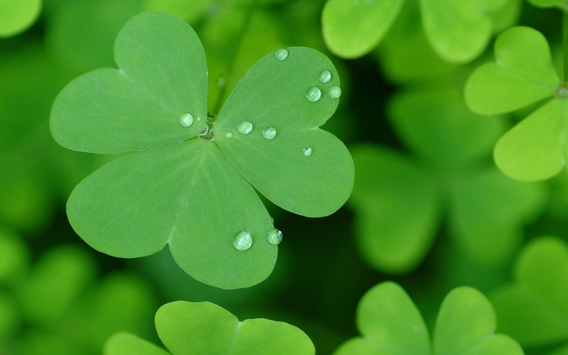 Четырехлистный клевер на заставку. Четырёхлистный Клевер символ удачи. Зеленый Клевер четырехлистный. Ирландия Клевер четырехлистный. Зеленый Клевер четырехлистный на удачу.