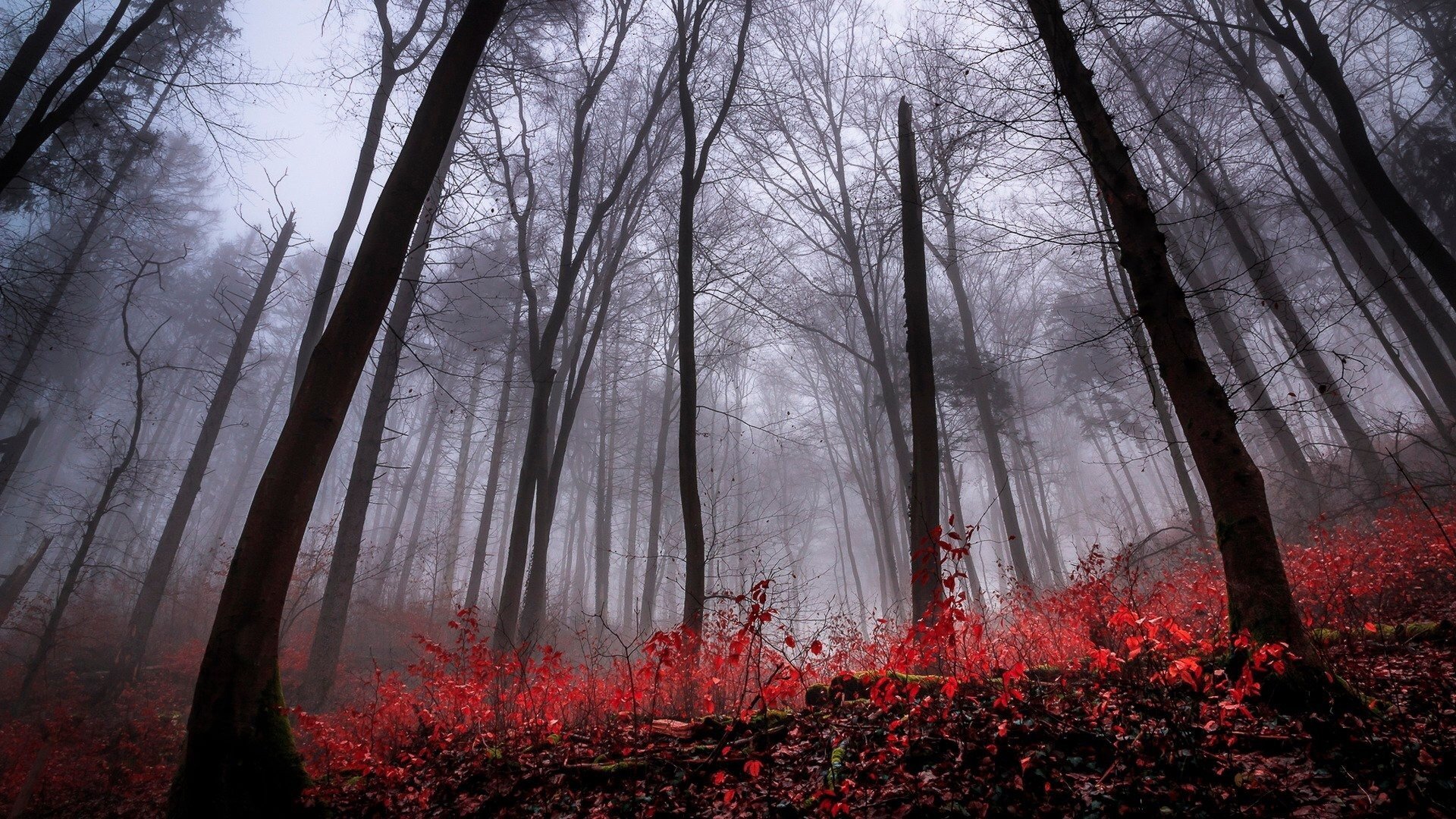 Темный лес фото на обои