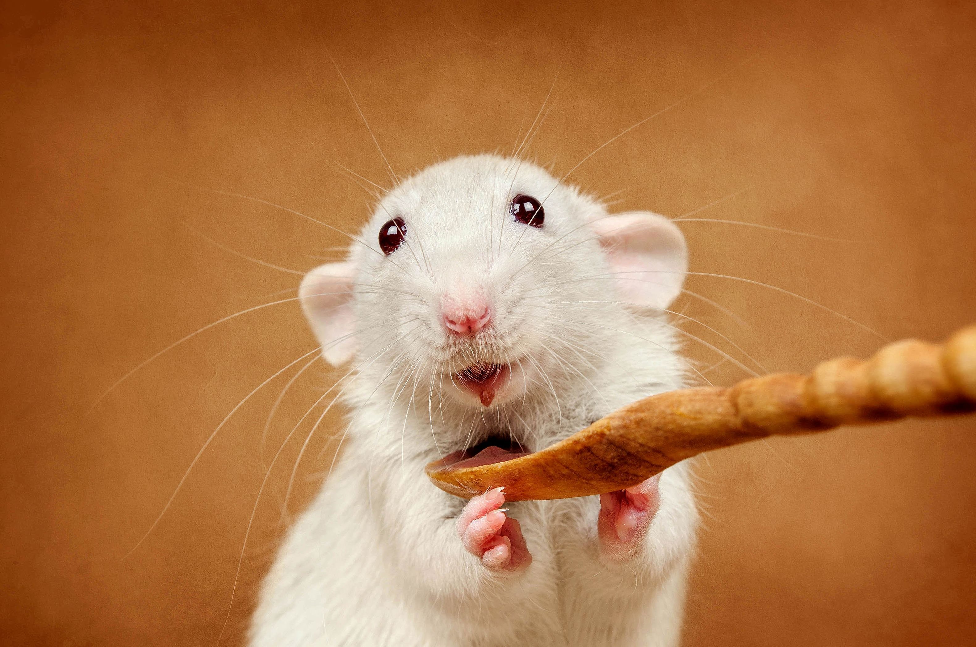 Картинки крысы смешные. Милые крысы. Милая крыса. Белая мышь.