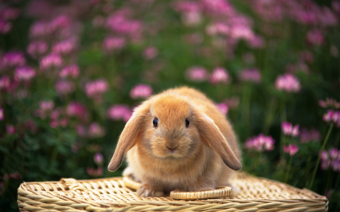Обои милашки. Красивый кролик. Милые кролики. Картинки на рабочий стол зайчики. Милый кролик.
