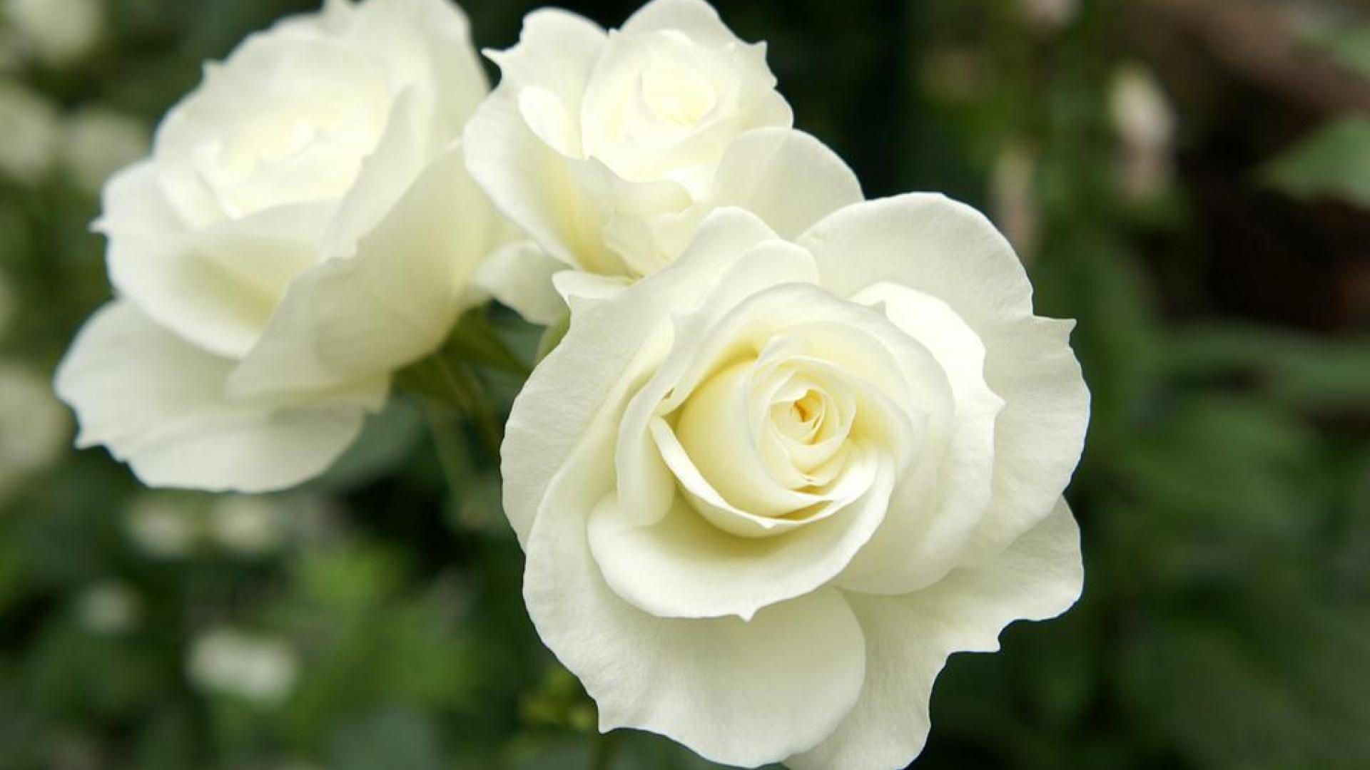 Цветы Белые Розочки
