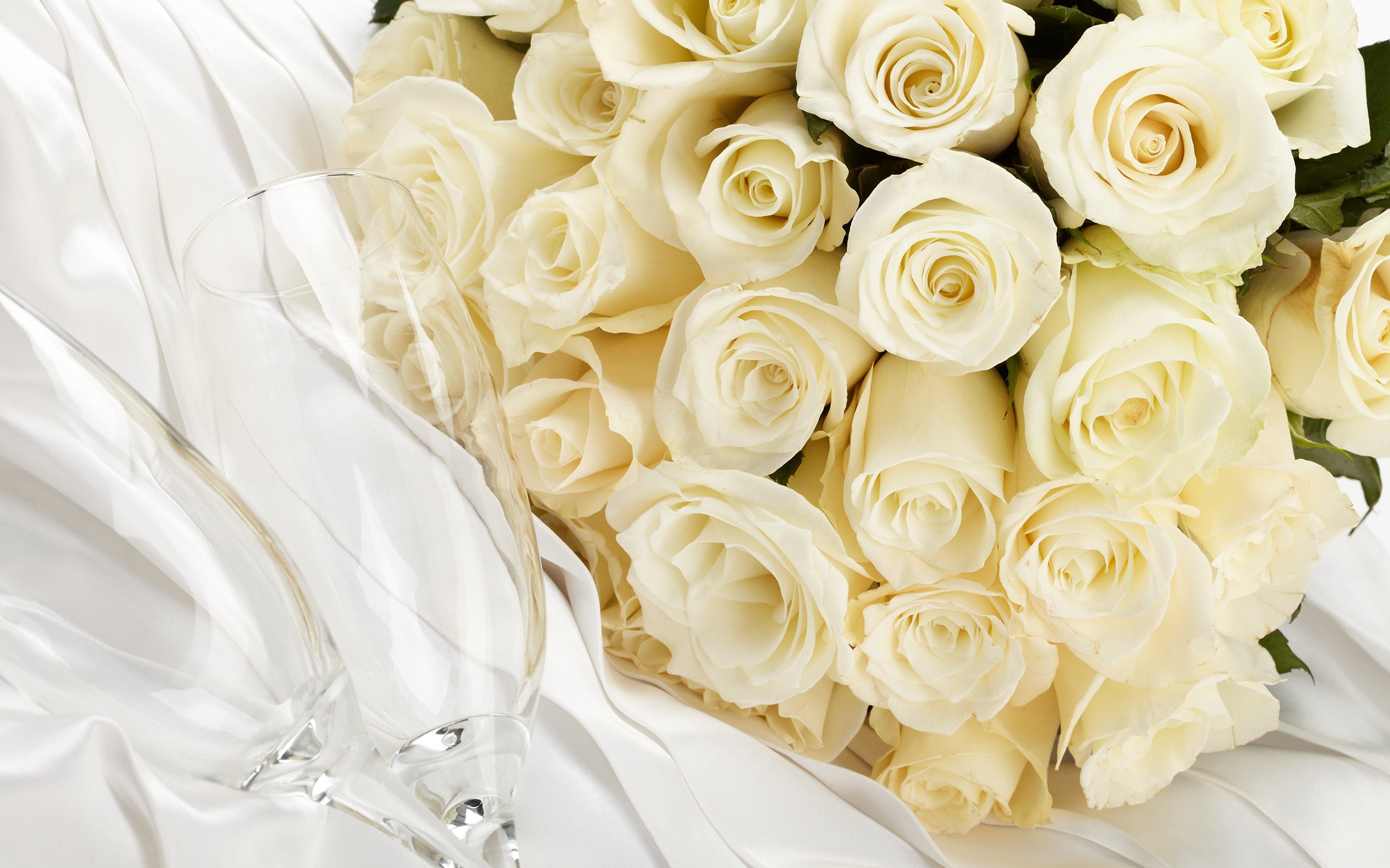 белые розы фото высокого