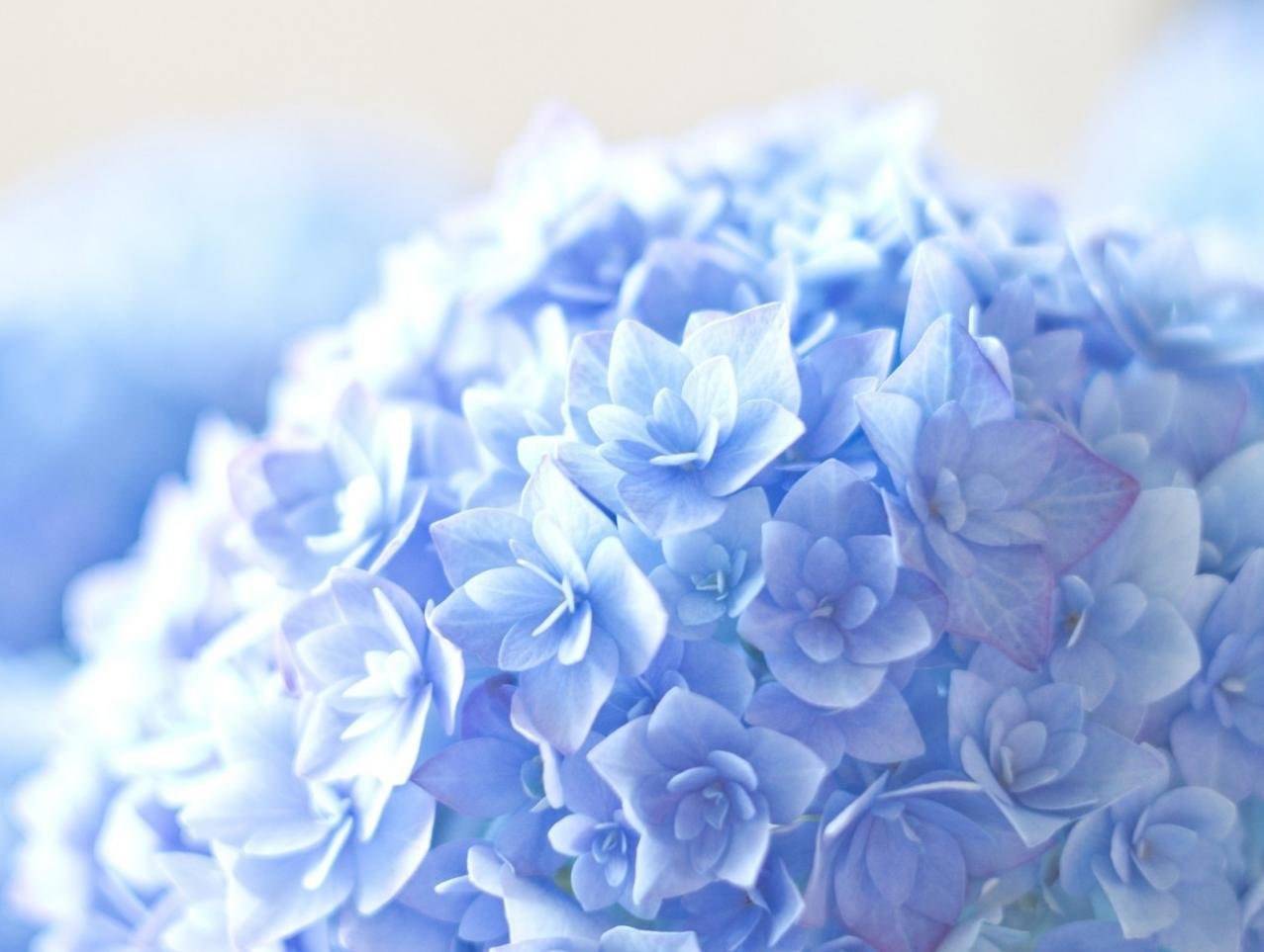 Голубой цвет фото. Гортензия галакси. Гортензия pandora. Голубые цветы. Голубой цвет.