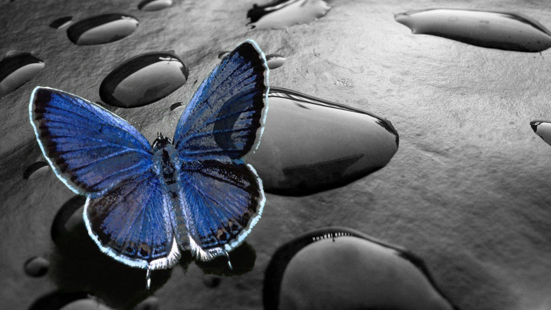 Обои на экран необычное. Картинки на рабочий стол бабочки. Заставка на телефон бабочки. Синяя бабочка. Необычные обои.