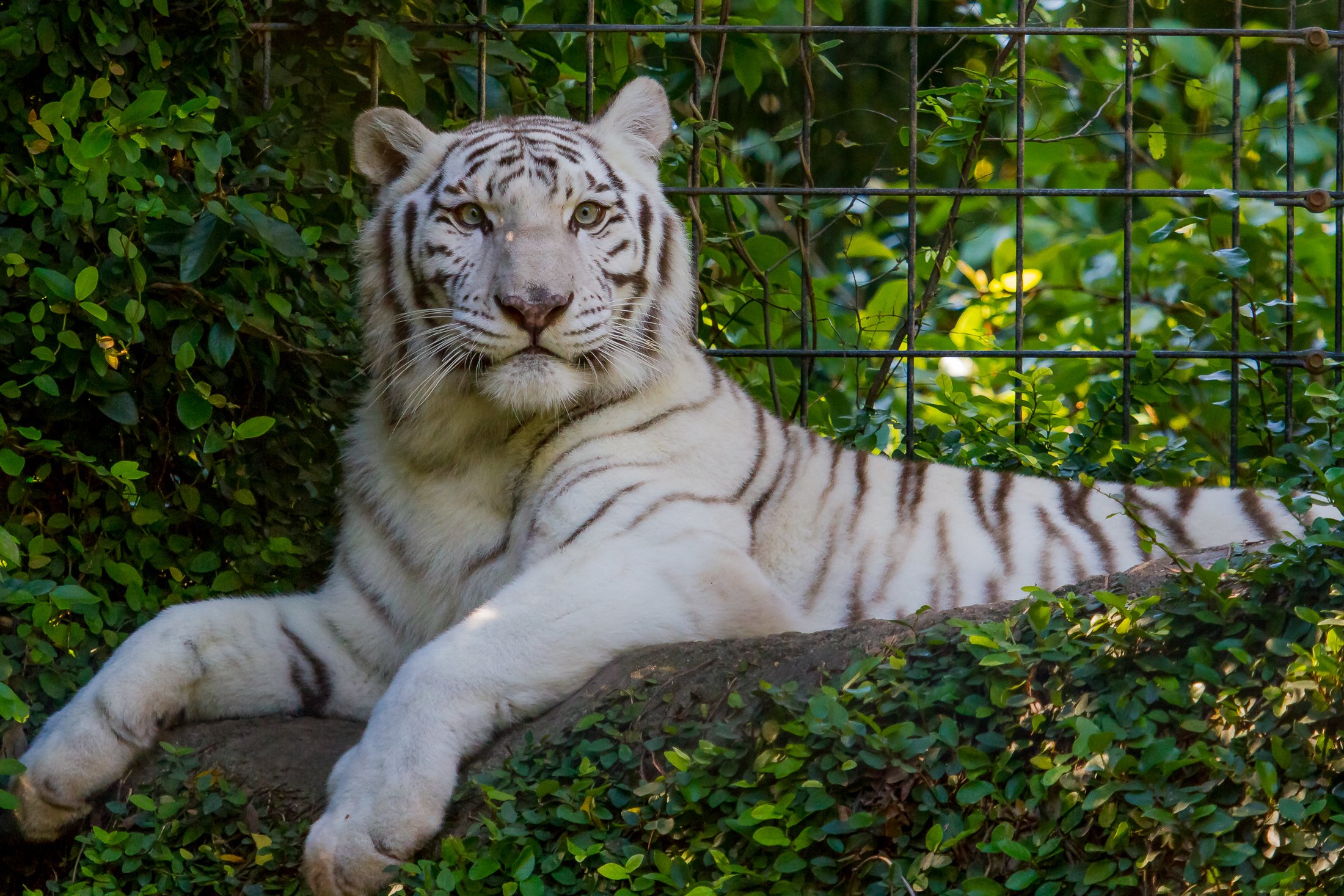 Бенгальские тигры пенза. Белый тигр и бенгальский тигр. Амурский тигр белый. Белый тигр лежит. Белый Тигренок.