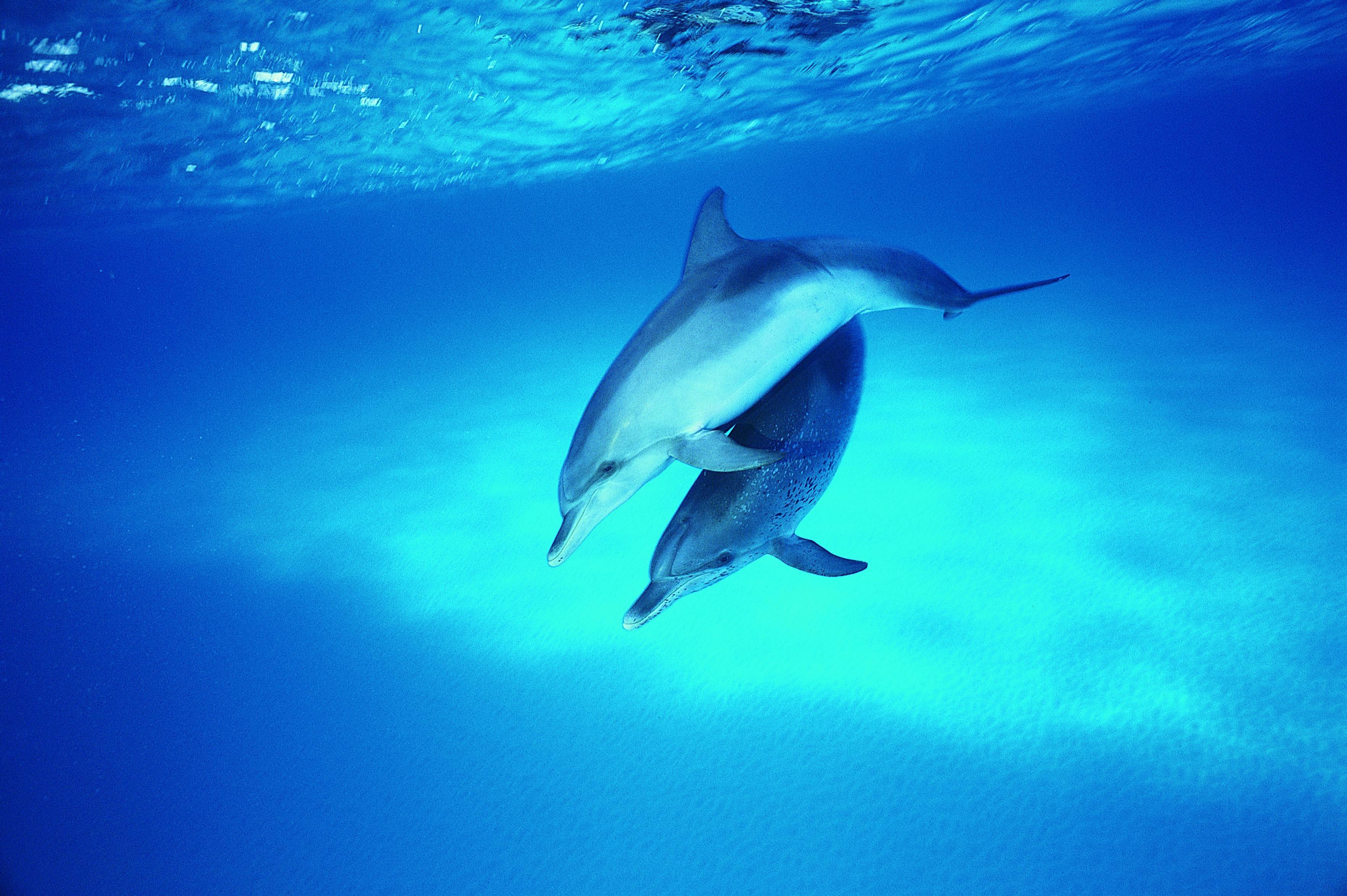 Живые обои анимация. Дельфины. Дельфины на рабочий стол. Дельфин картинка. Дельфин в море.