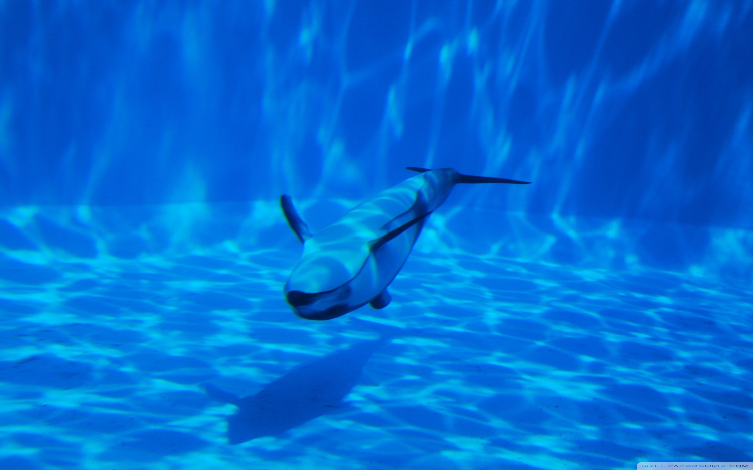 Живые плавающие обои. Дельфины. Дельфины плавают. Дельфинчик под водой. Дельфины под водой.
