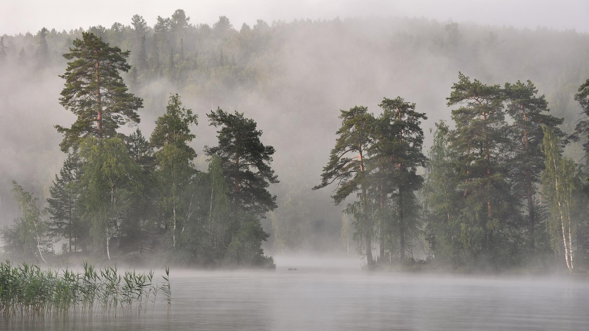 Условиях сильного тумана. Туманный пейзаж. Туманный лес. Тайга в тумане. Лес в тумане.