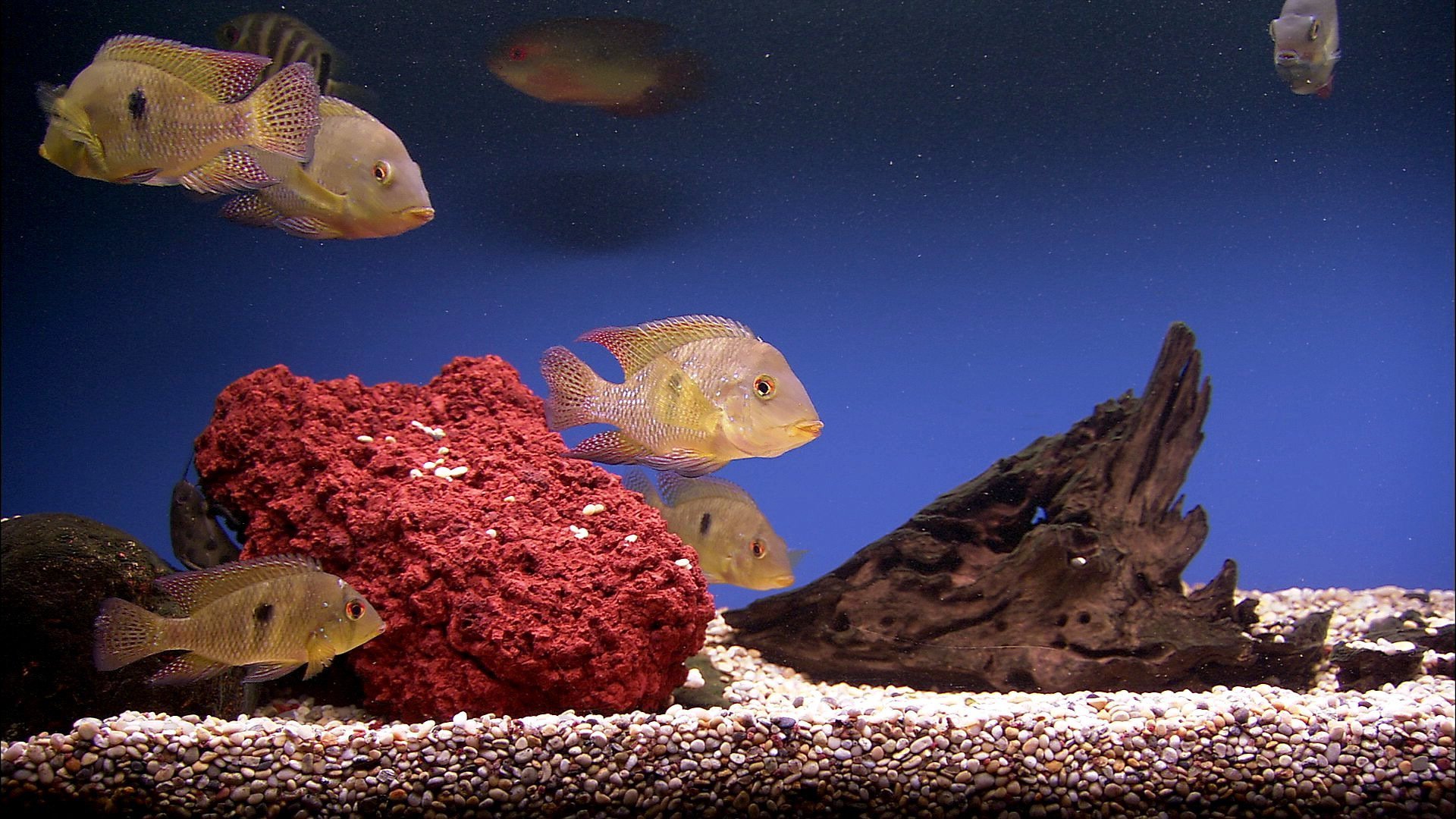 Рыбки аквариум обои. Хромис красавец аквариумная рыбка. Цихлиды рыбки. Хромис сине-зеленый. Живые рыбки.
