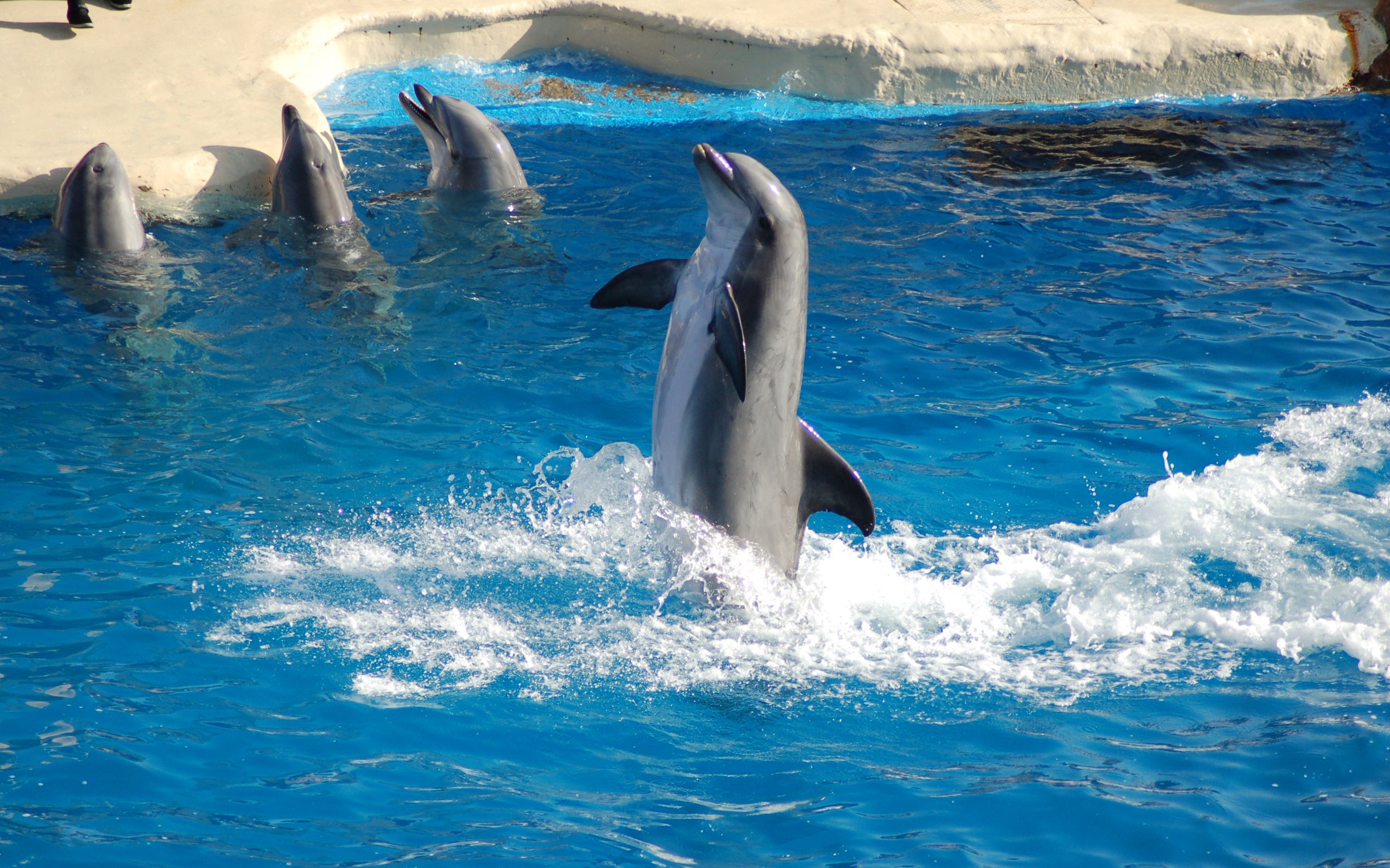 Живая природа дельфины. Дельфины. Дельфины в море. Обои дельфины. Красивые дельфины.