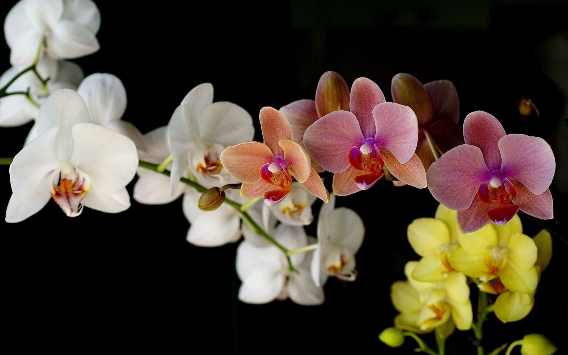 Орхидеи заставка