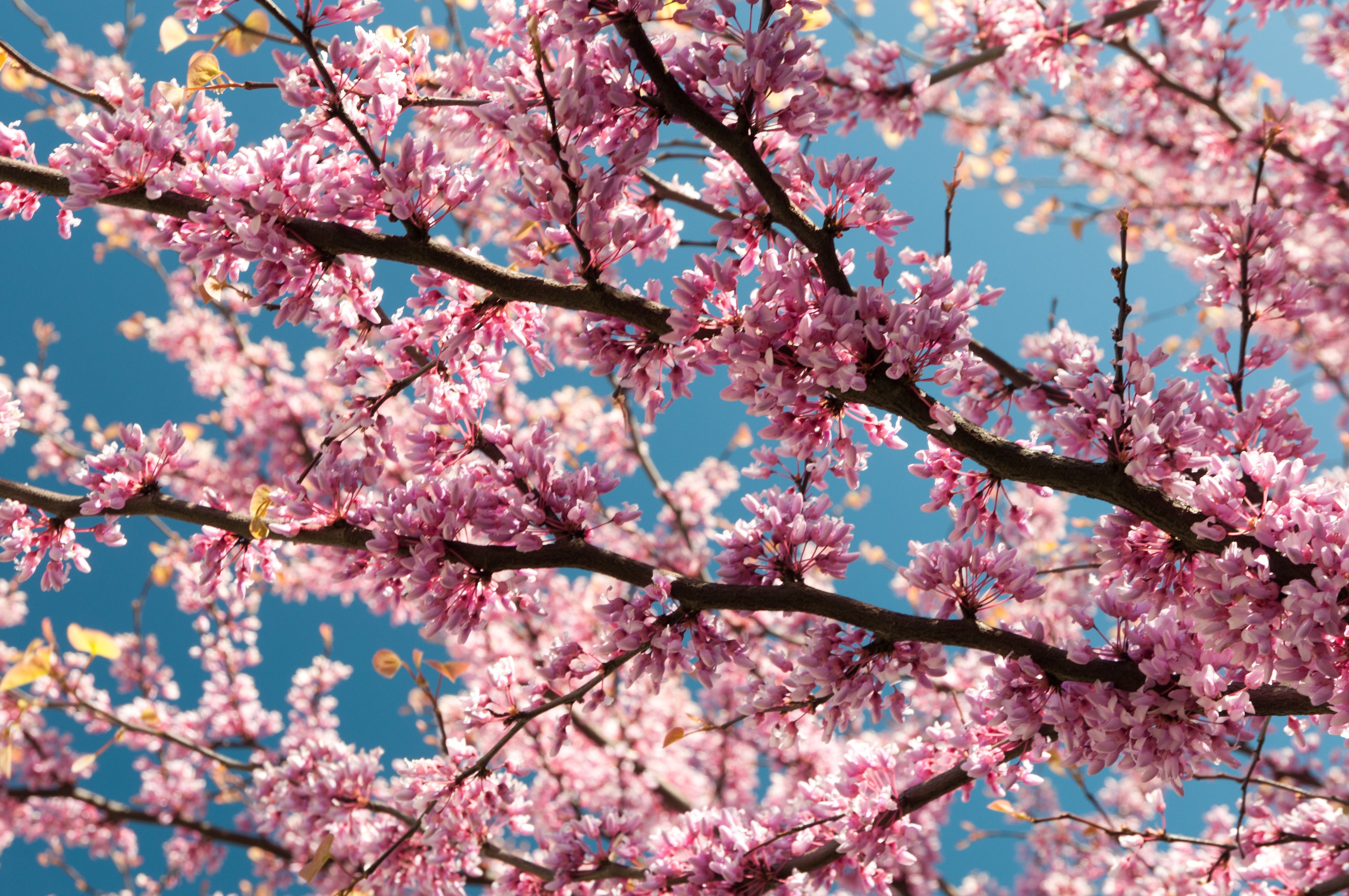 Фото весны красивые на заставку на телефон. Сакура сомейошино. Цветущее дерево. Цветущая Сакура.