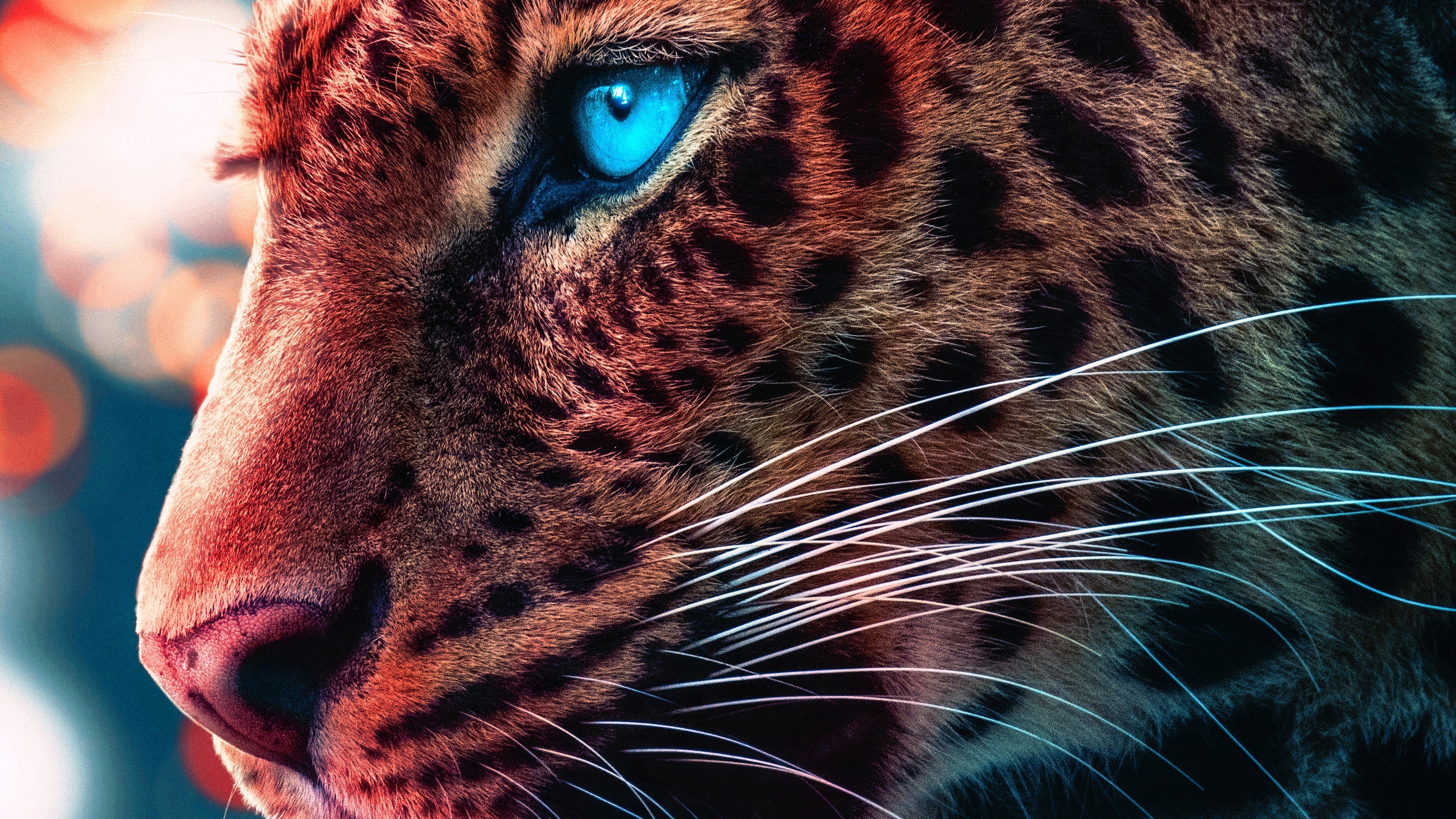 Гепард с голубыми глазами