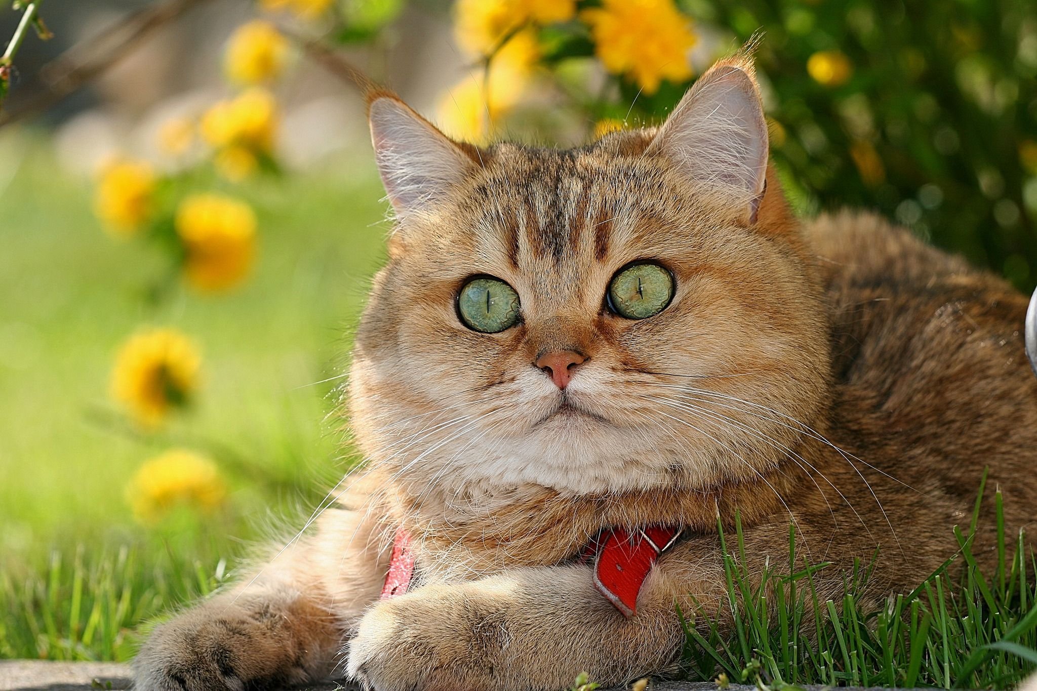 Вопли котов. Британская короткошёрстная кошка. Британский короткошерстный кот рыжий. Британская короткошёрстная кошка рыжая. Золотистая шиншилла Британская.