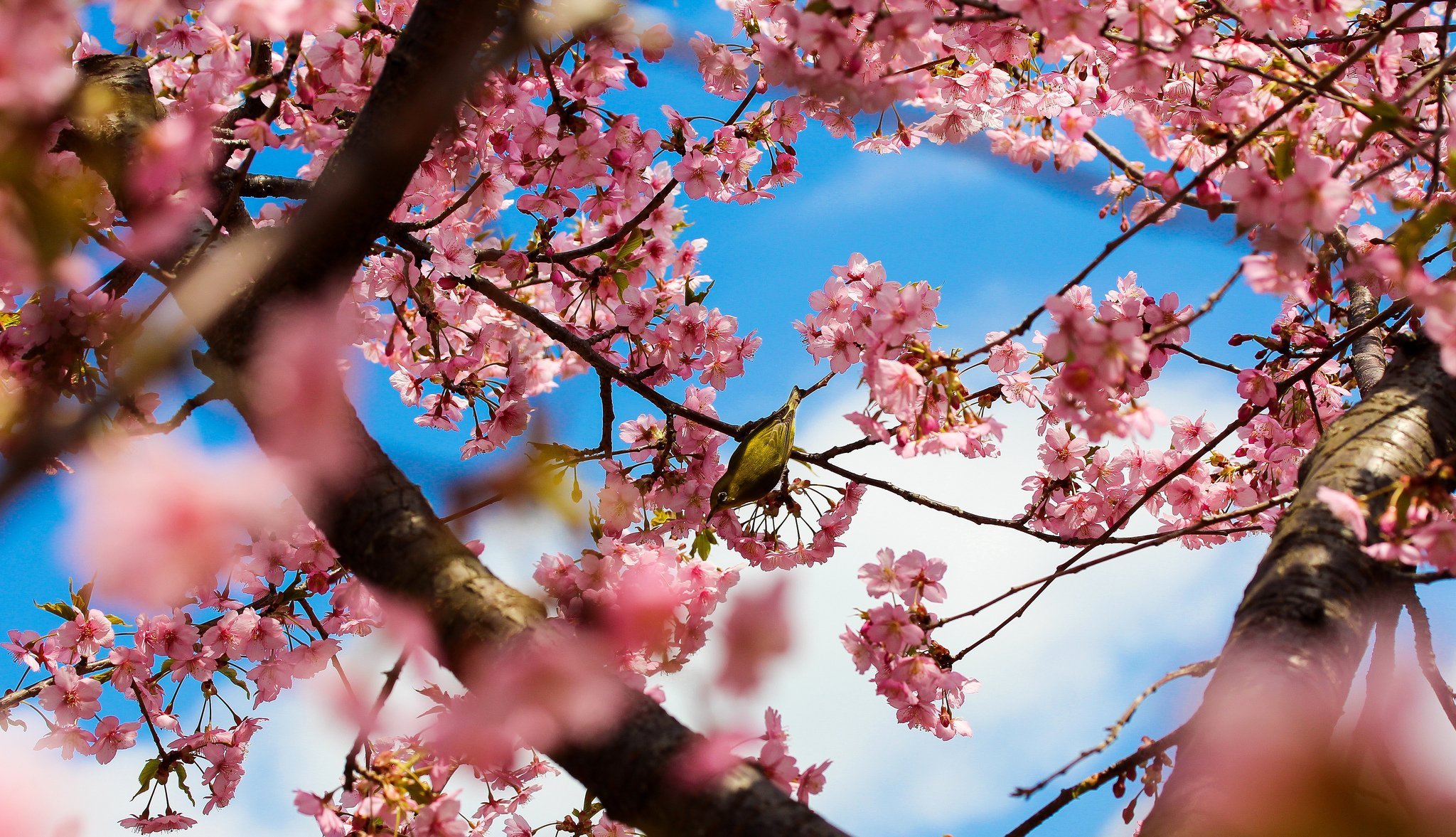 Сакура хорошее качество. Цветущая Сакура. Весеннее дерево. Весенние обои на рабочий стол.