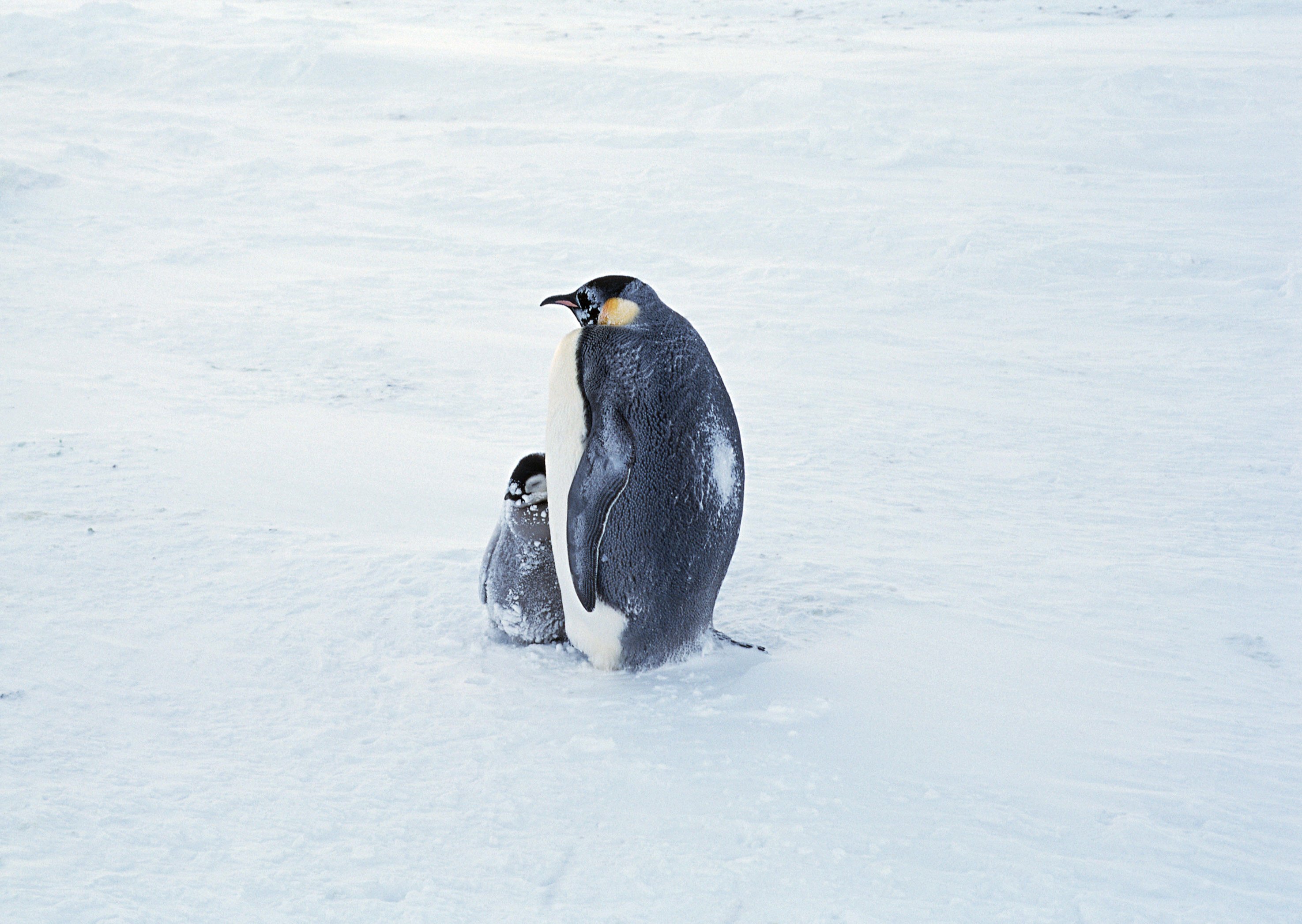 Пингвин воркута. Королевский Пингвин в Антарктиде. Императорский Пингвин в Антарктиде. Пингвины в Арктике. Пингвины обои.