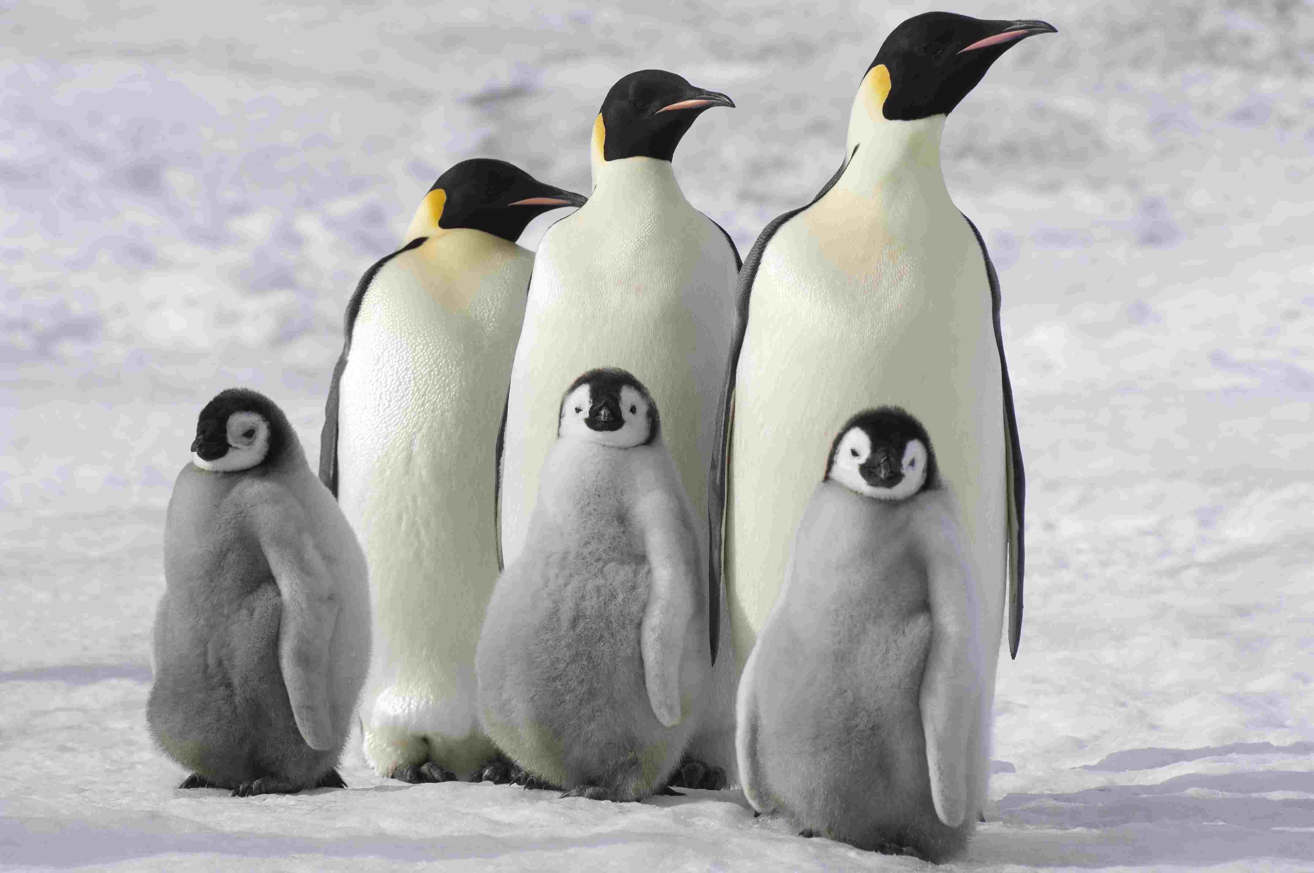 Где есть пингвины. Пингвин Королевский или Императорский. Королевский Пингвин. Субарктический Пингвин. Хакси Пингвин.