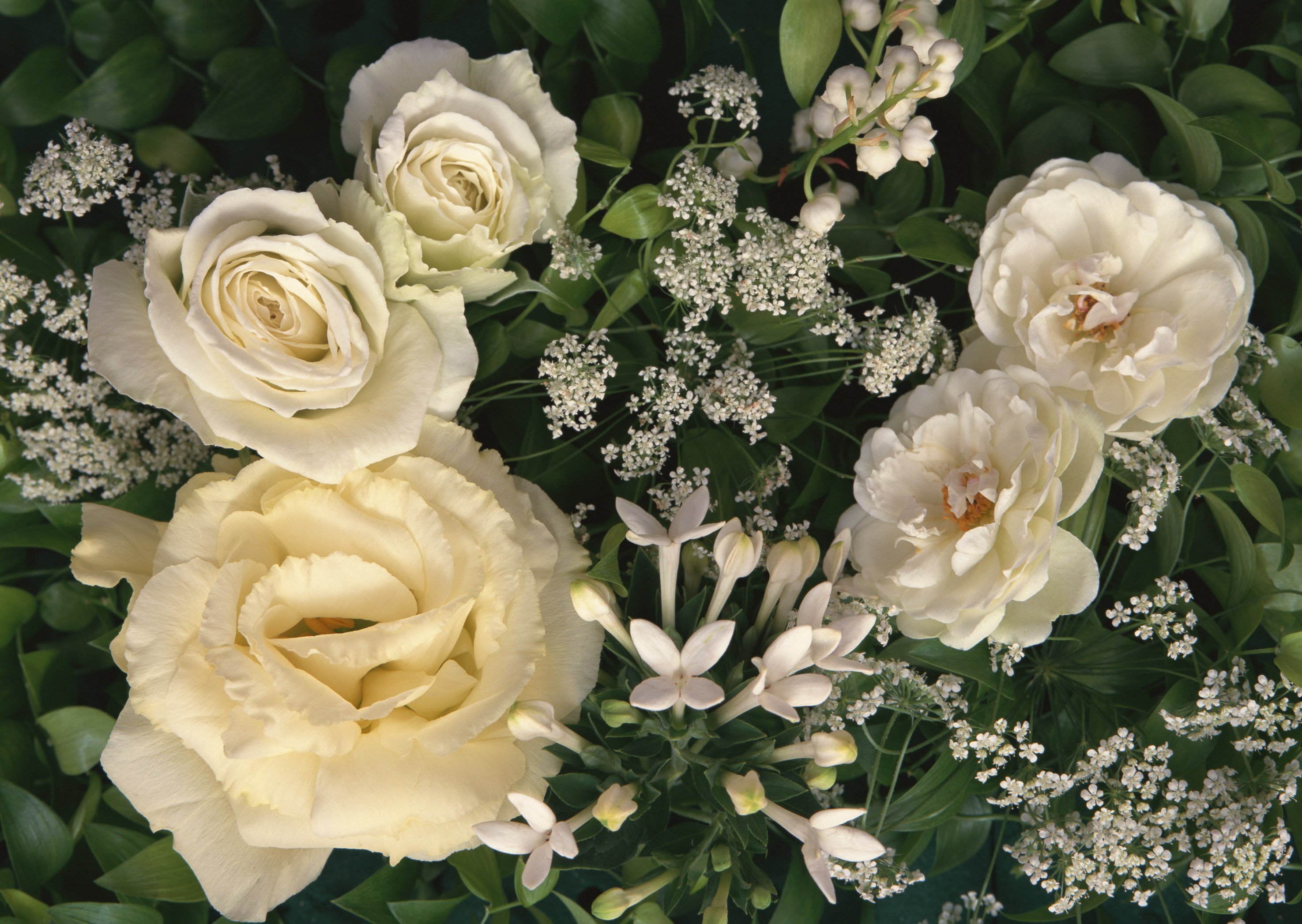 Благородные розы. Белые цветы. Красивые белые цветы. Белых в. "цвета".