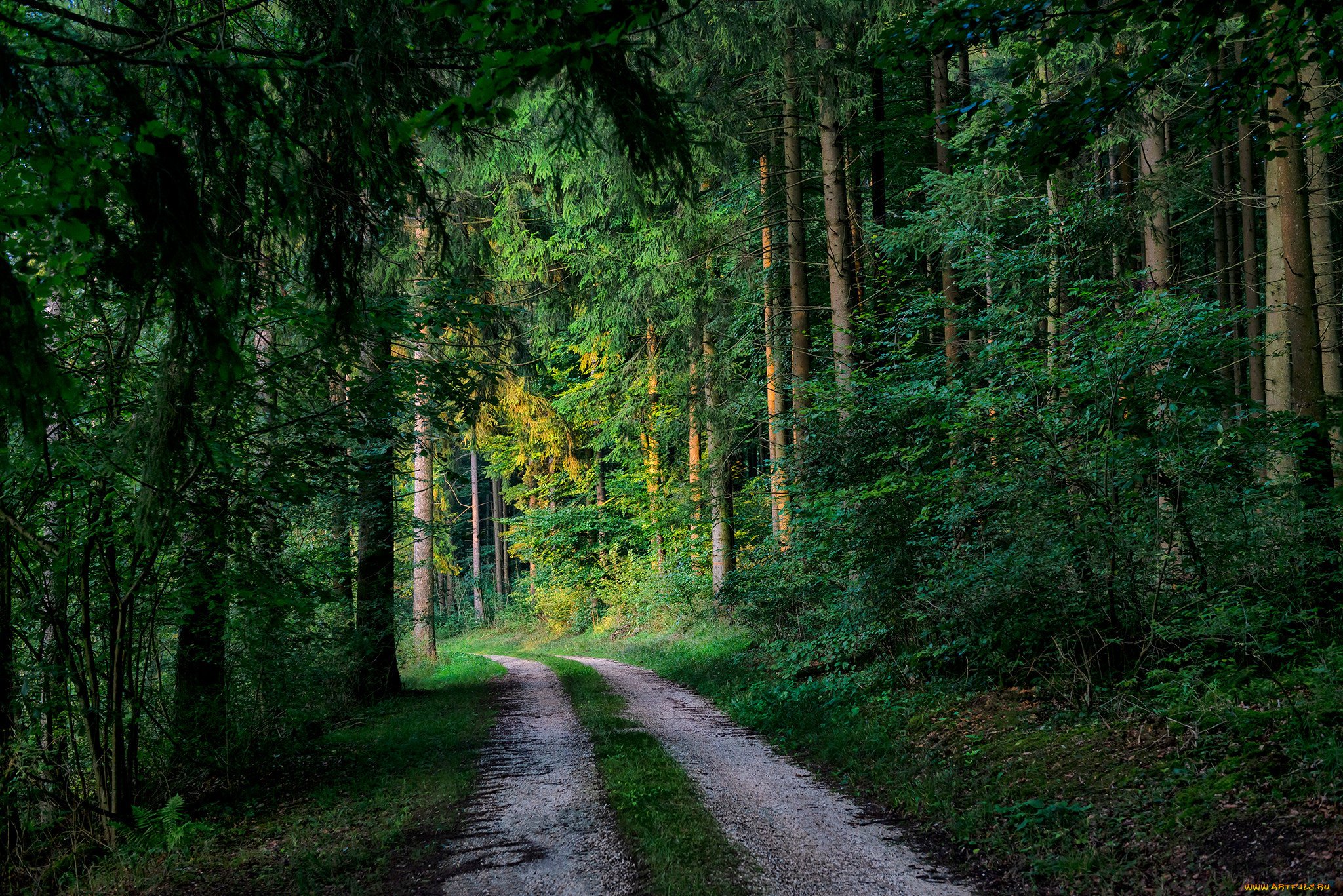 Дорога в красивом лесу. Лесная тропа Геншин. Красивый лес. Дорога в лесу. Красивые леса.