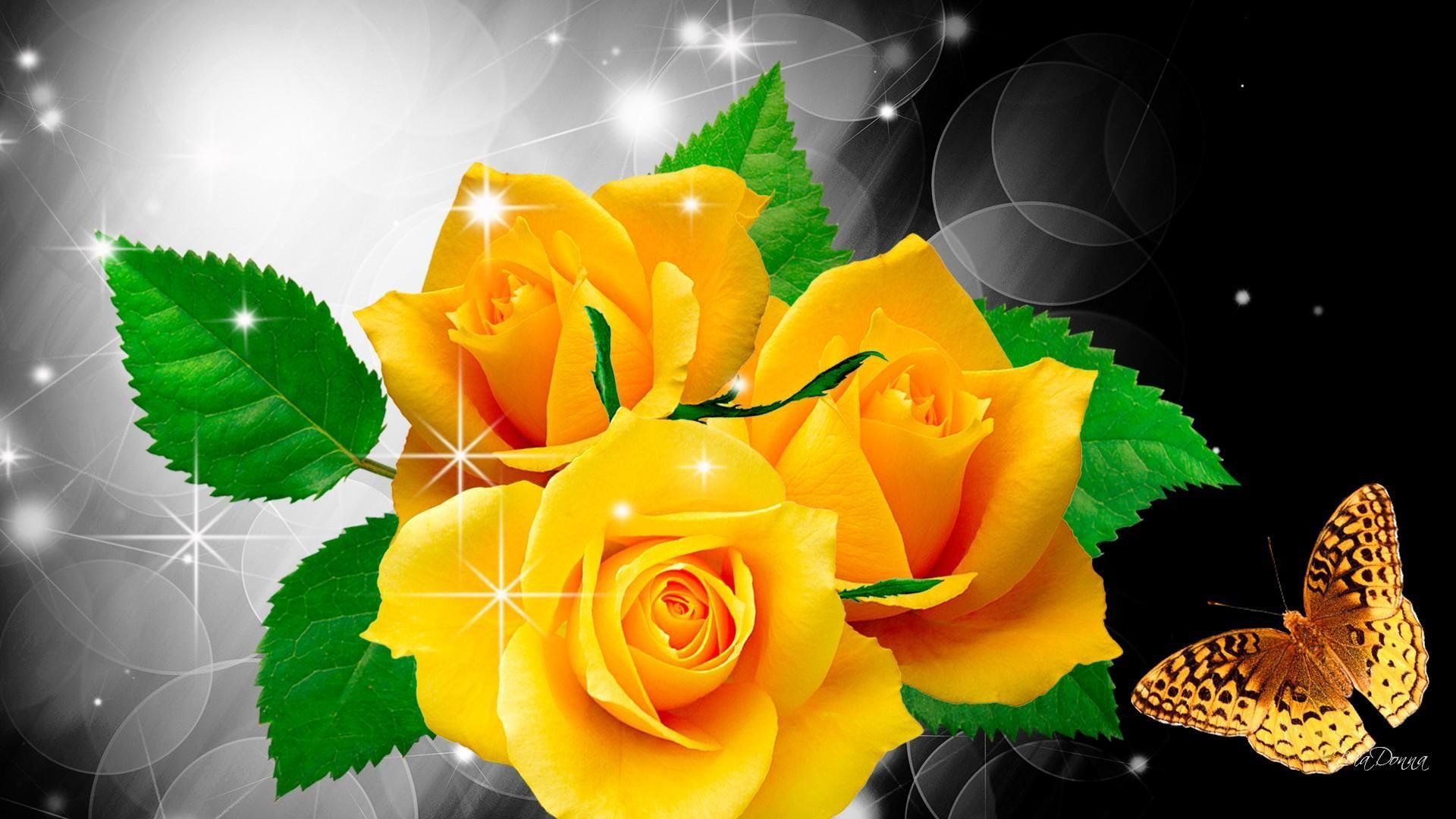 Что пожелать цветку. Желтые розы. Живые обои розы. Цветы с пожеланием спокойной ночи. Красивые желтые розы.