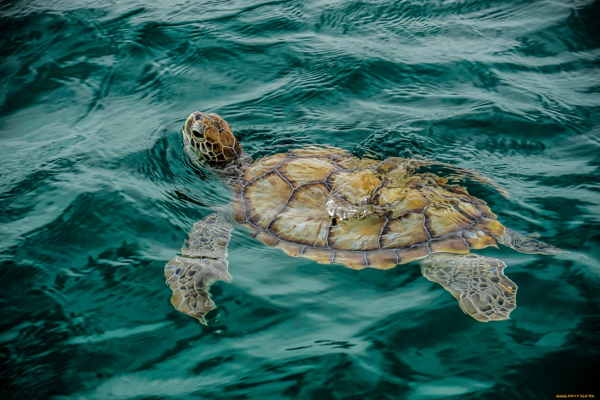 Плавающая в море черепаха 5. Черепаха бисса (Каретта). Морская черепаха и Черепашата. Дальян черепахи. Океанская черепаха.