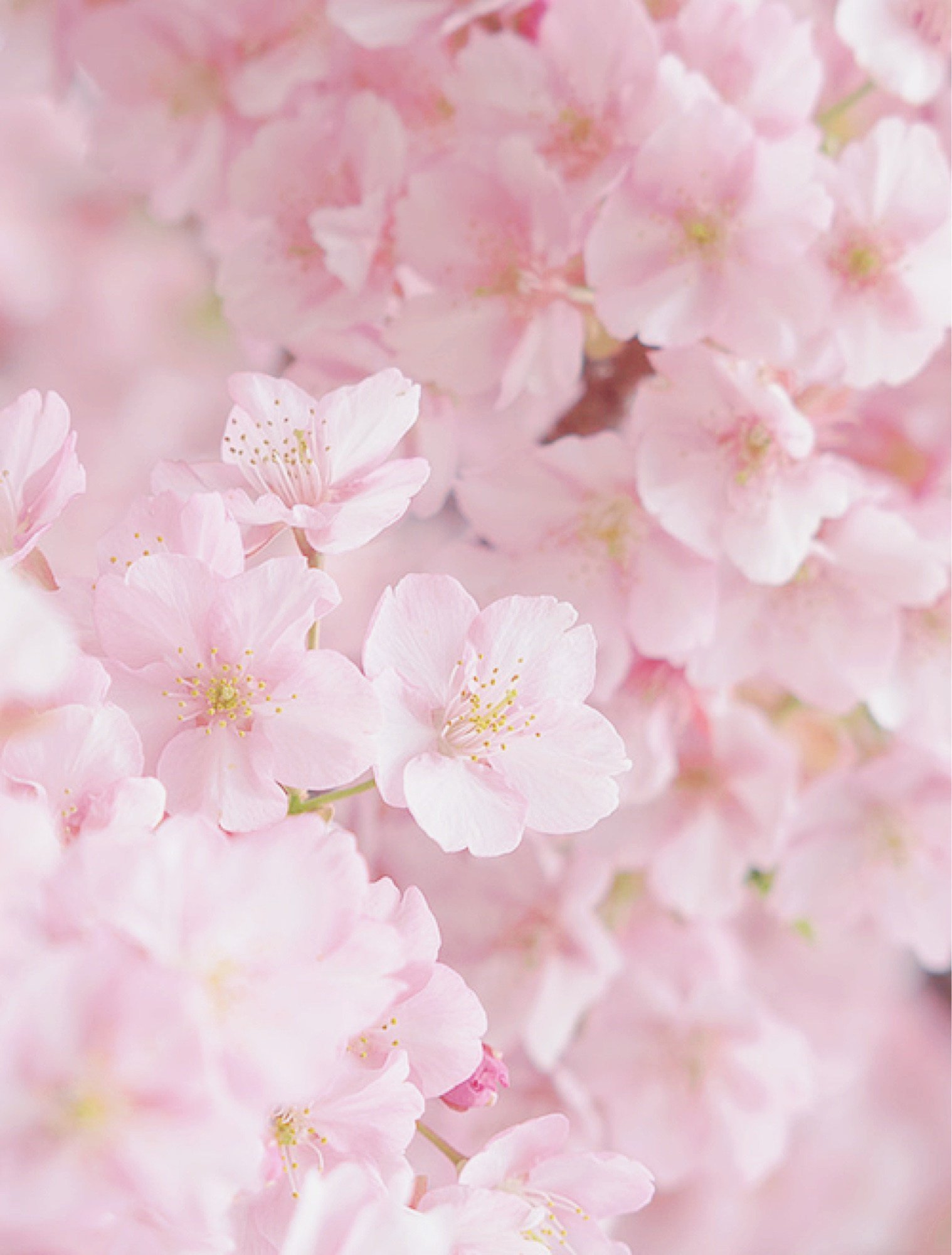 Нежная сакура. Бледно розовые цветы. Нежно розовые цветы. Нежные цвета. Нежные весенние цветы.