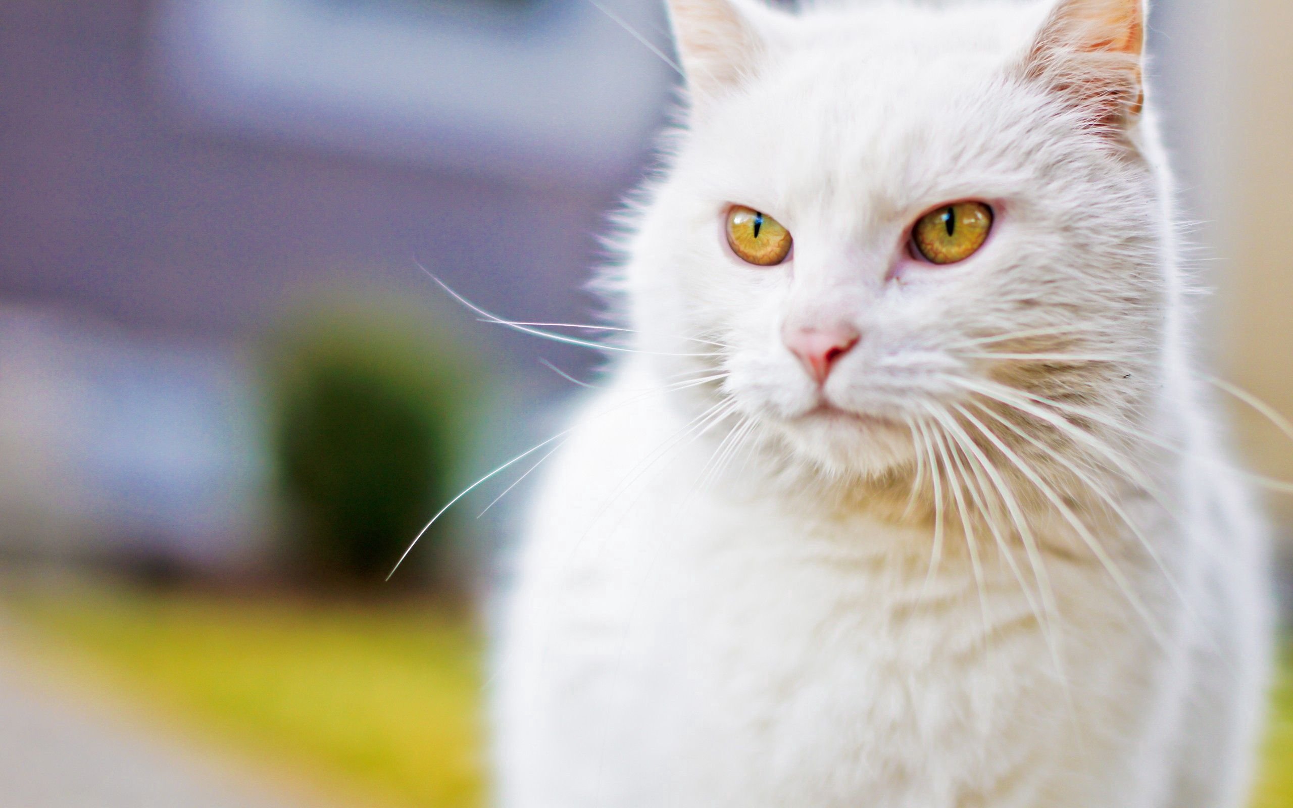 Кошка с желтыми глазами порода. Мейн кун белый. Анатолийская кошка белая. Белый котик. Белые коты.
